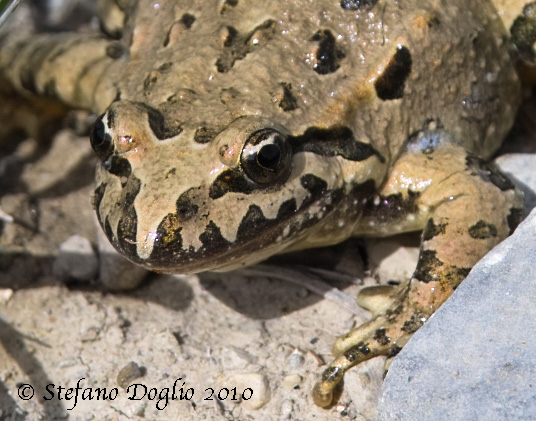 discoglosso marocchino - Discoglossus scovazzi